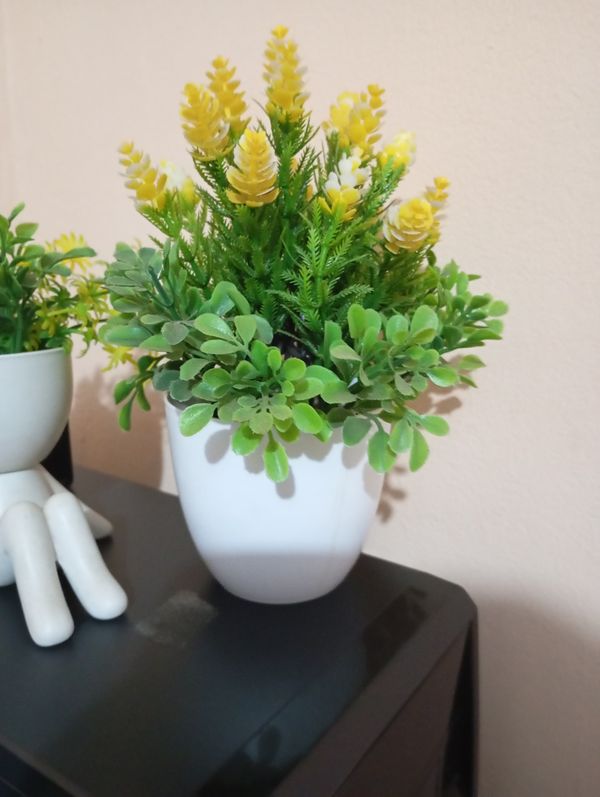 Identificação da planta Brilhantina por foto