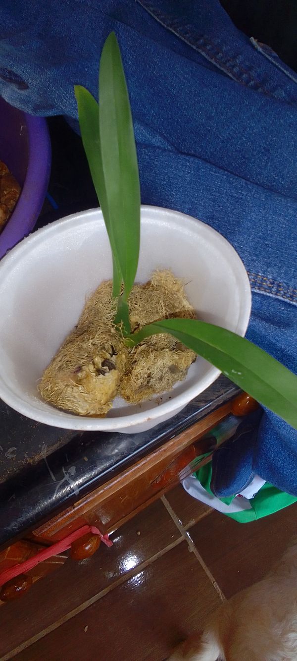 Identificação da planta Orquídea-Phalaenopsis por foto
