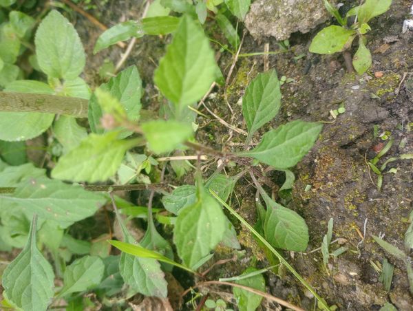 Identificação da planta Mentrasto por foto