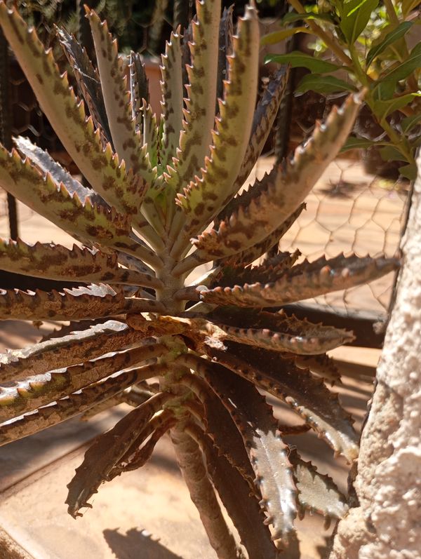 Identificação da planta Saião por foto
