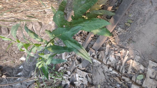 Identificação da planta Fumo por foto