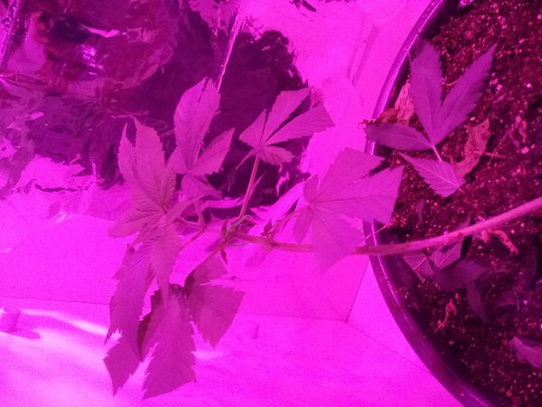 Identificação da planta Maconha por foto