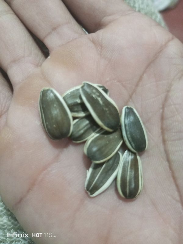 Identificação da planta Girassol por foto