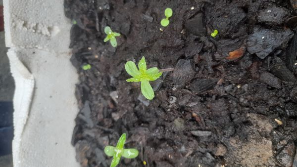 Identificação da planta Maconha por foto
