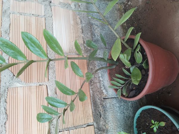 Identificação da planta Zamioculcas por foto