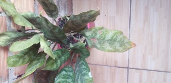 Identificação da planta Café de Salão por foto