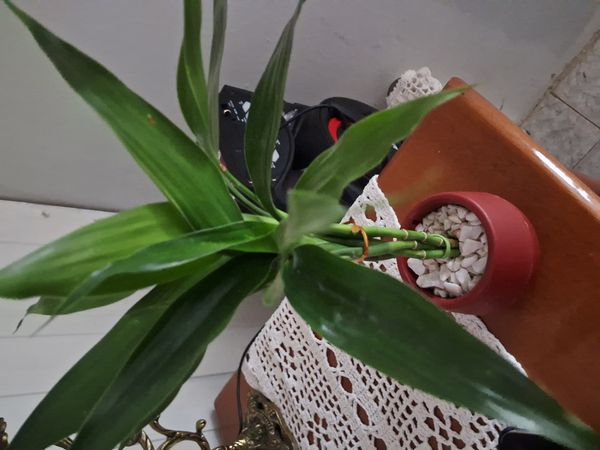 Identificação da planta Bambu da Sorte por foto