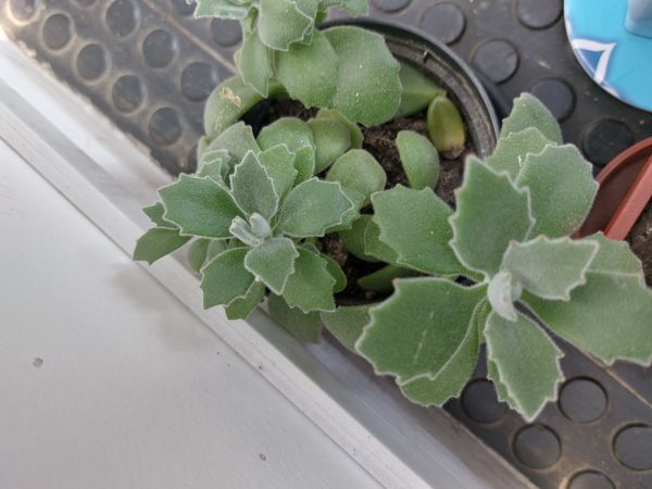Identificação da planta Kalanchoe millotii não possui um nome popular amplamente reconhecido no Brasil por foto