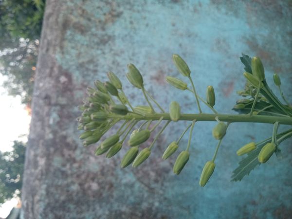 Identificação da planta Couve por foto
