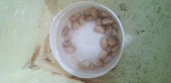 Identificação da planta Sacha inchi por foto