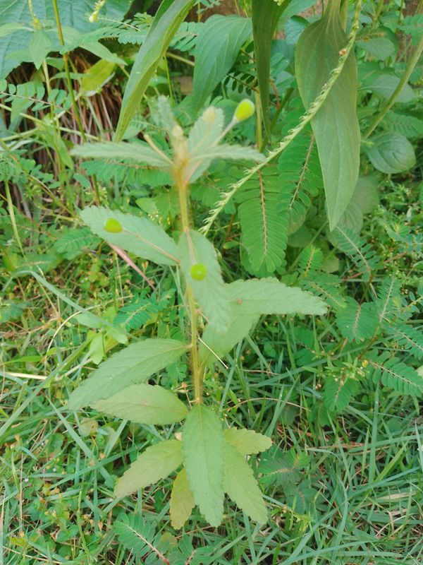 Identificação da planta Velame-branco por foto