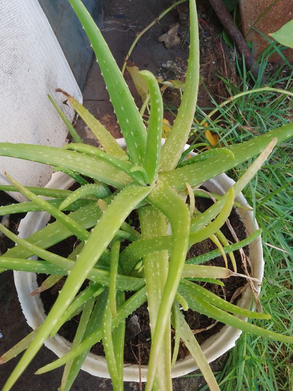 Identificação da planta Babosa por foto