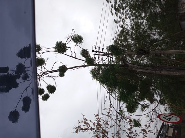 Identificação da planta Mogno por foto