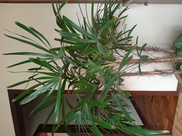 Identificação da planta Palmeira-ráfis por foto