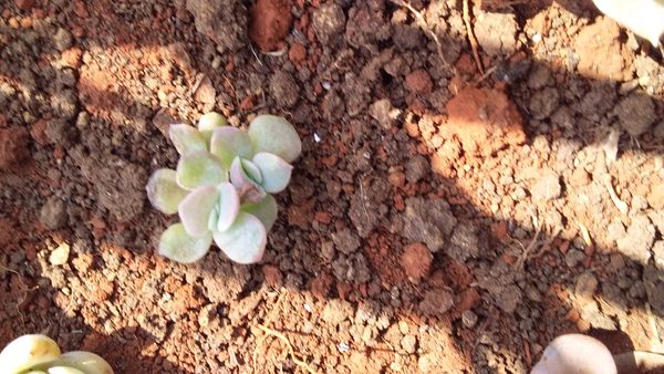 Identificação da planta Calancoe por foto