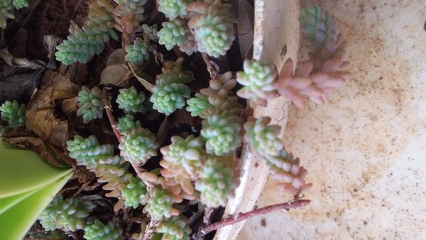 Identificação da planta Sino-de-ouro por foto