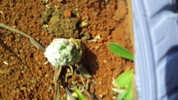 Identificação da planta Cacto-bola por foto
