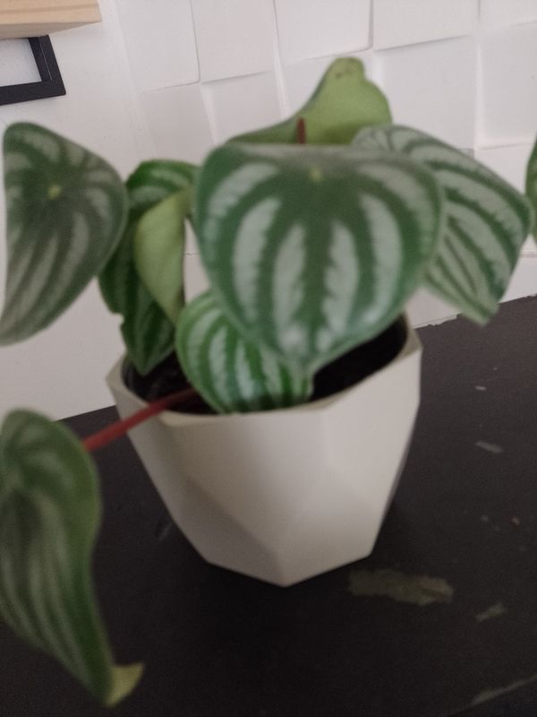Identificação da planta Peperômia melancia por foto