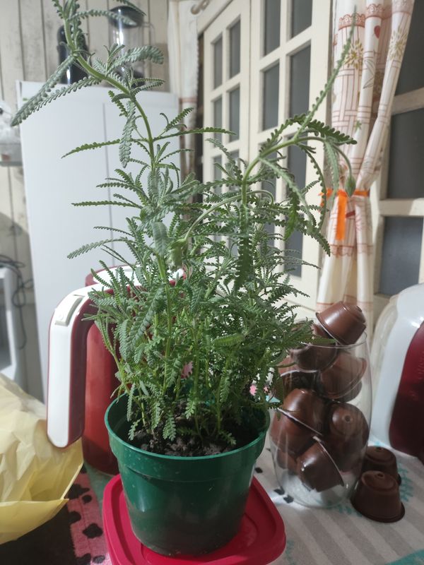 Identificação da planta Lavanda por foto
