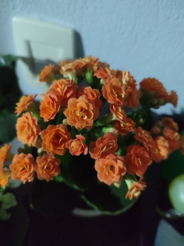 Identificação da planta Calandiva por foto