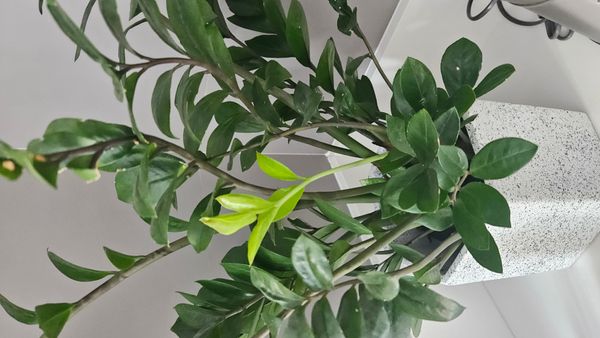 Identificação da planta Zamioculcas por foto