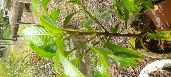 Identificação da planta Tepa por foto