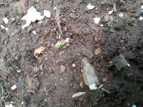 Identificação da planta Dente-de-leão por foto