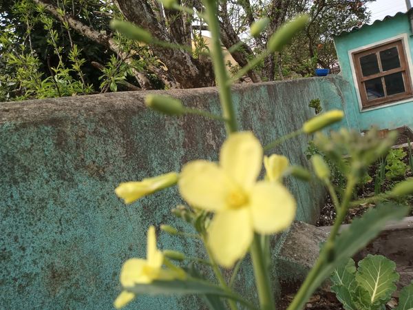 Identificação da planta Couve por foto