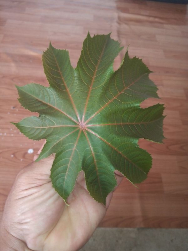 Identificação da planta Mamona por foto