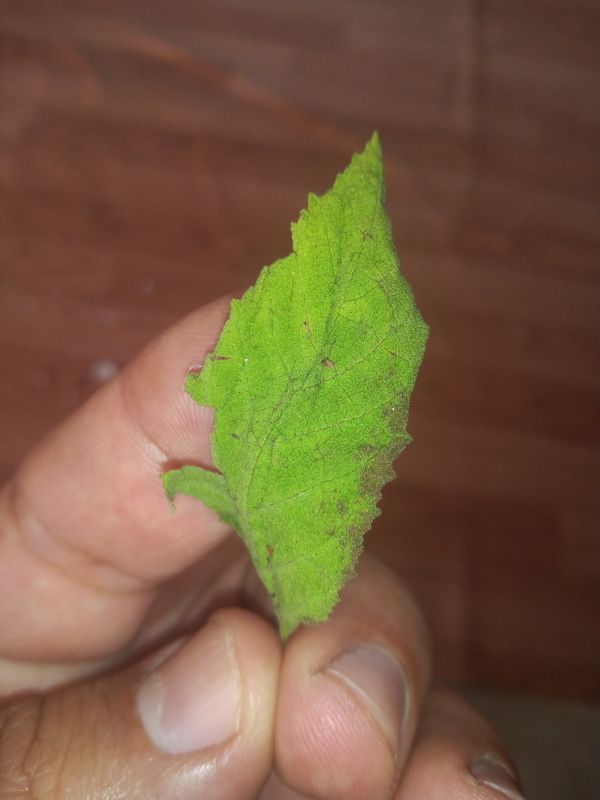 Identificação da planta Língua-de-vaca por foto