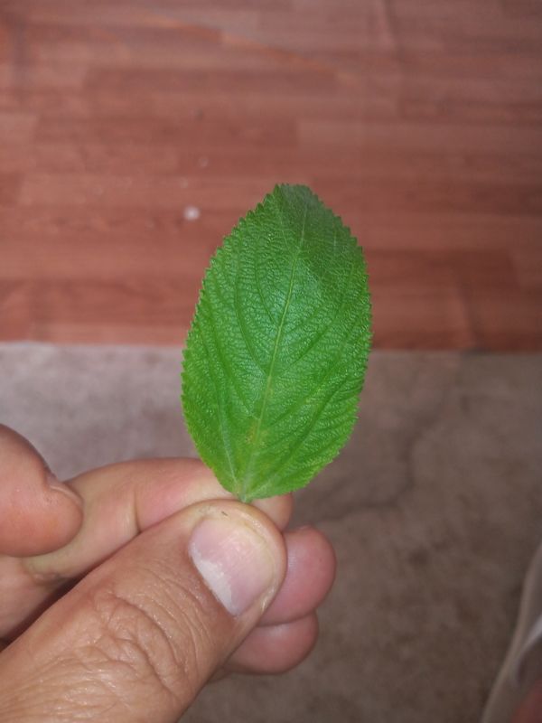 Identificação da planta Cidreira por foto