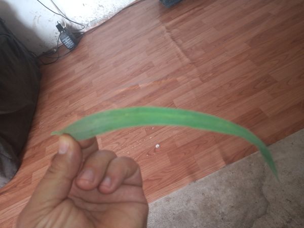 Identificação da planta Capim-limão por foto