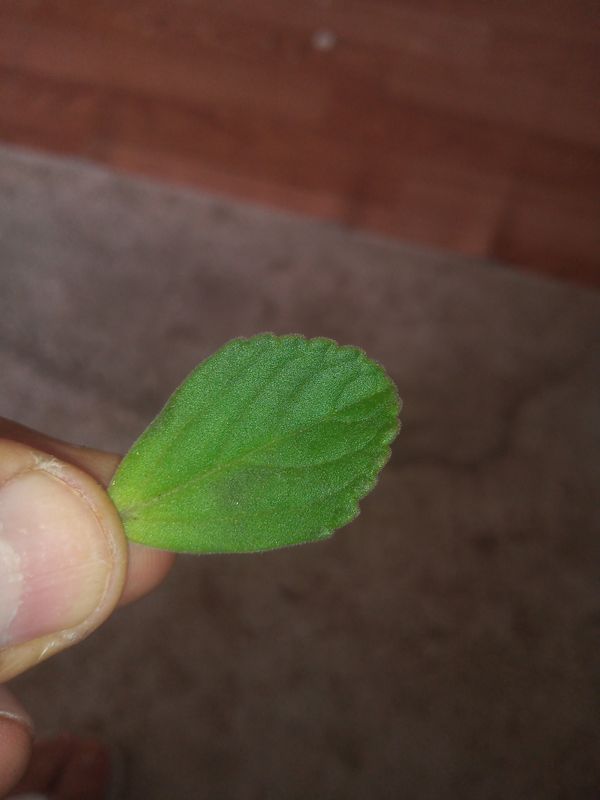 Identificação da planta Coração-roxo por foto