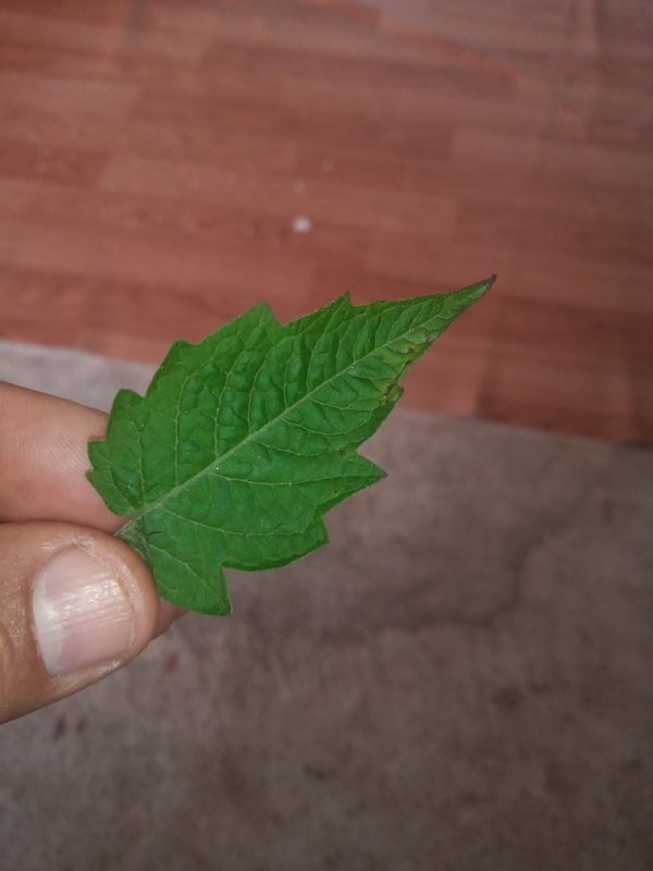 Identificação da planta Tomate cereja por foto