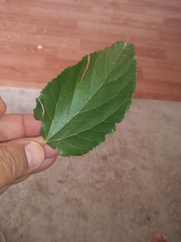 Identificação da planta Amora por foto