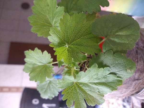 Identificação da planta Leonurus sibiricus por foto