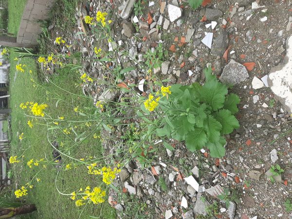 Identificação da planta Nabo por foto