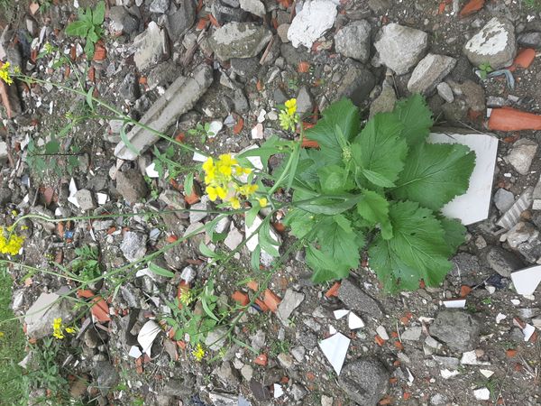 Identificação da planta Nabo por foto
