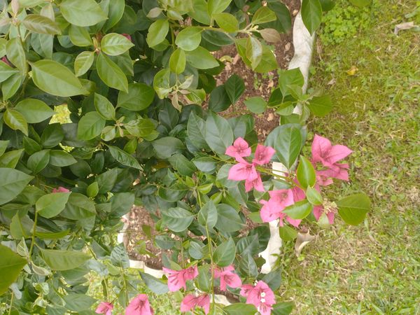 Identificação da planta Primavera por foto