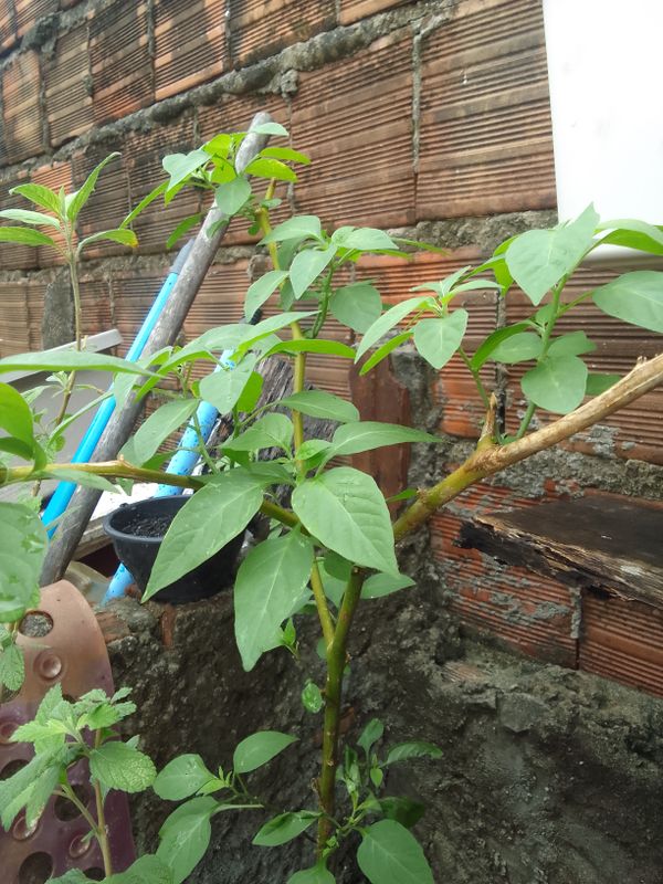 Identificação da planta Trombeta-de-anjos por foto