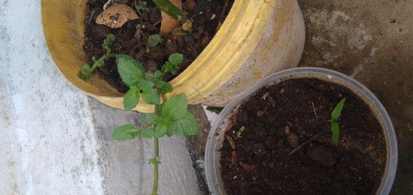 Identificação da planta Hortelã pimenta por foto