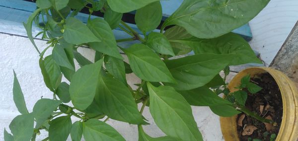 Identificação da planta Pimenta por foto
