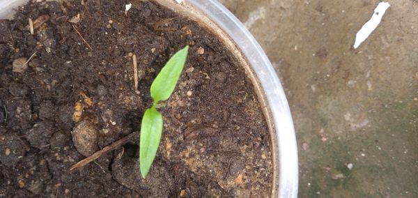 Identificação da planta Pimenta por foto