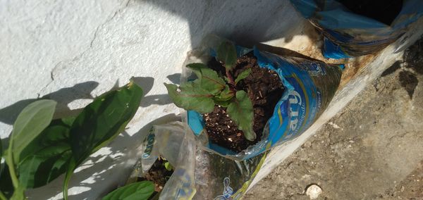 Identificação da planta Beterraba por foto