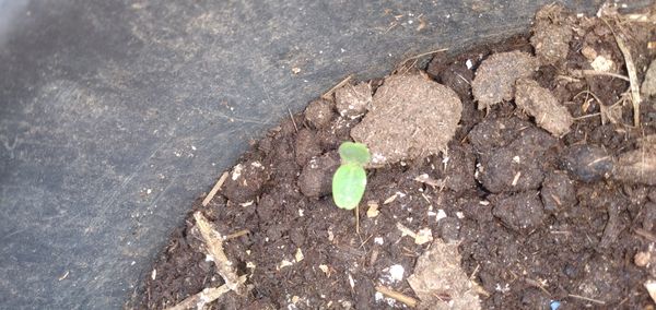 Identificação da planta Pepino por foto