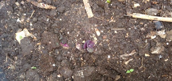 Identificação da planta Couve por foto