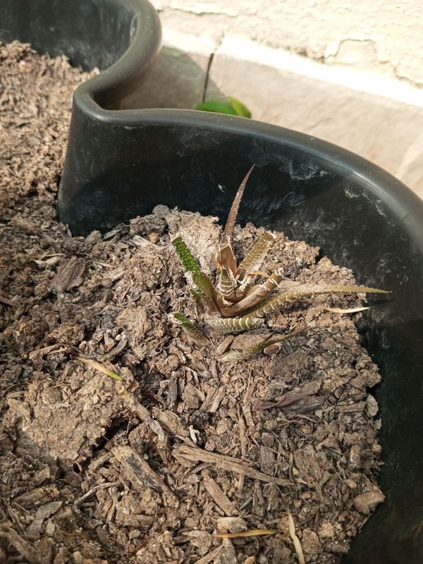 Identificação da planta Zebra por foto