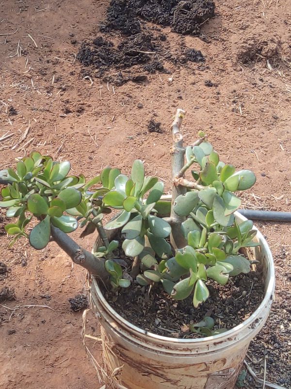 Identificação da planta Planta-jade por foto