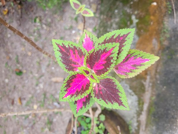 Identificação da planta Coração-magoado por foto
