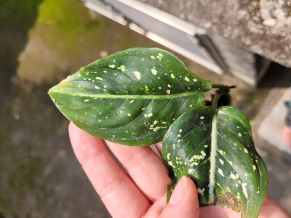 Identificação da planta Comigo-ninguém-pode por foto